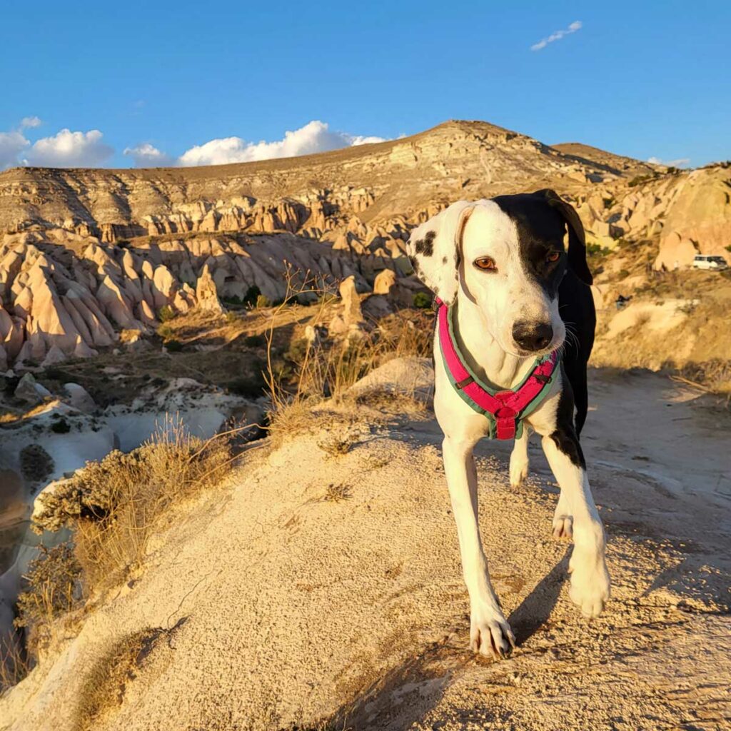 Hund vor Berg